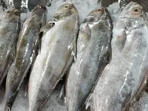 سوپر پروتئینی مرادی 2