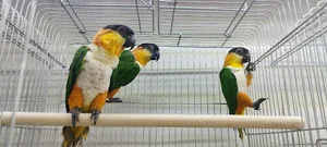 پرنده سرای فونیکس