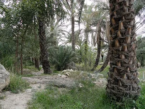 باغ خفرویه