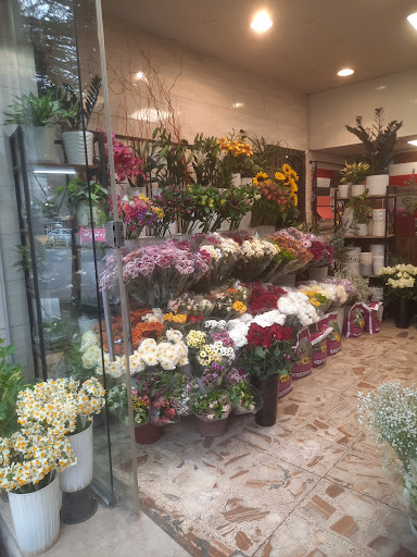 گلکده پارمیس