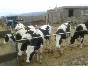 گاوداری افراشته