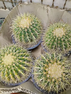 کاکتوس کده فاطماگل