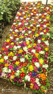 سم پاشی و خدمات گل و گیاه نودهانی 4
