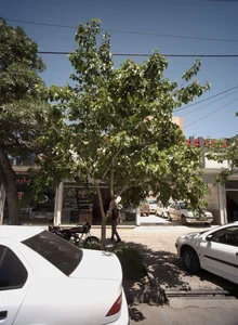 نمایشگاه اتومبیل