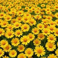 گل مزرعه طلایی