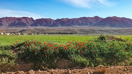 زمین‌های مشاع گویم