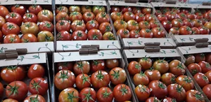 AGRO Group Cold Store سردخانه گروه آگرو