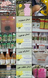 عطاری گل نرگس