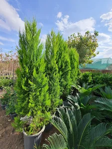 دنیای نهال