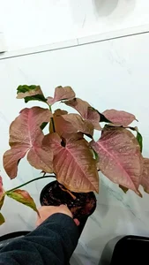 گل و گیاه پارسا 5