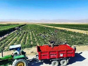 Darroodi Minoosepehr Farm درودی مینوسپهر