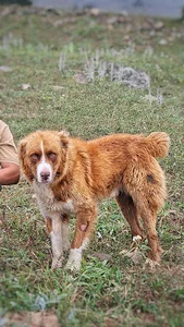 مربی سگ محمد نباتی
