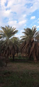 بیت طعین بنی مالک
