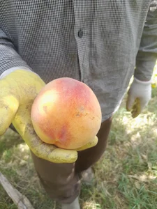 میاندوآب