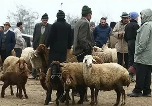 گوسفند وبره نر چاق گوشتی جهت مراسمات 3
