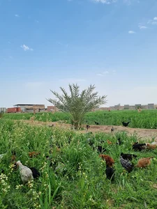 پردیس جهادی