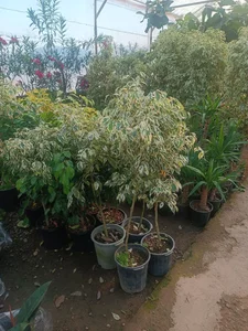 گلفروشی طاها 2