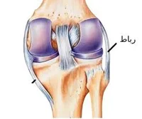 رباط زانو (لیگامان زانو) چیست؟ - دکتر بهنام نصیری
