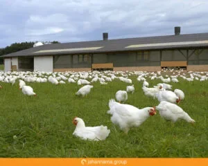 Manshera Poultry Shed 3