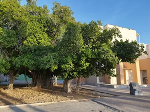 درخت تاریخی