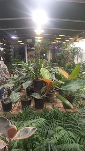 NIRVANA GREENHOUSE