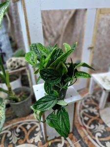 گلخانه سبزکوش 2