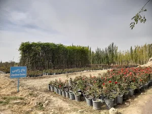 نهالستان عباس سهرابی