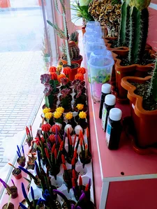 فروشگاه کاکتوس و گل و گیاه چیچک
