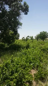 باغ بالای روستای محسن آباد