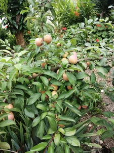 عباس آباد مازندران