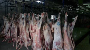 کشتارگاه صنعتی دام بروجرد
