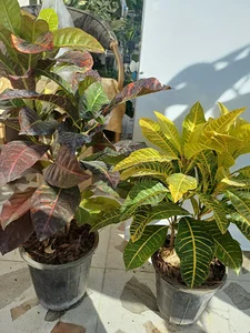 گل فروشی کلبه سبز