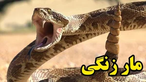 فست فود نیاوران