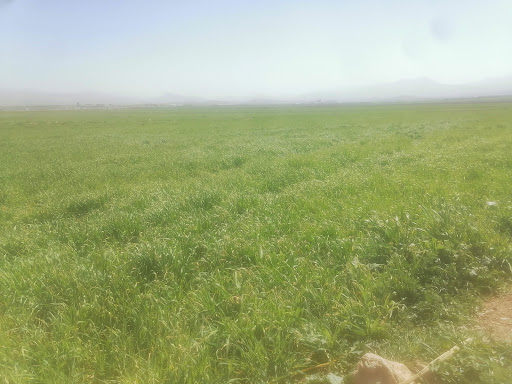 راسای وروگردیها