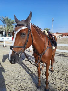 MAYADEEN EQUESTRIAN CENTER