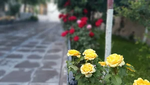 کفش شمس
