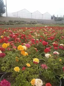 گل و گیاه مهرداد