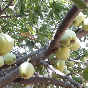 فضای سبز