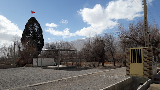 سرو تاریخی و هزارساله گلباف