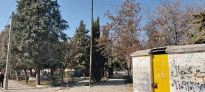 بوستان عطار -دلفین (نیزه ماهی)