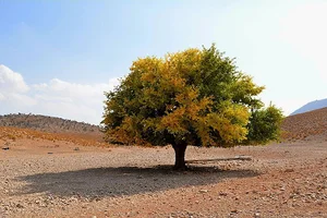 جنگل قرجه(مشکان)