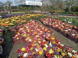 گلستان اسکندر