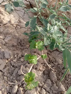 کشت و صنعت امین الملک زعفران 2