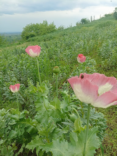 گلندتاریکی
