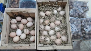 لبنیات حاجی بابا