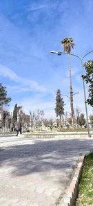 نخل بلند پارک مرودشت