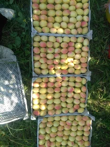 میوه فروشی برادران عابدینی