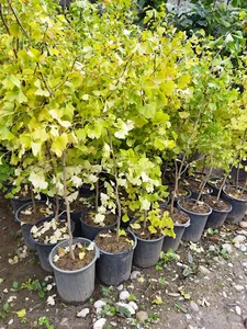 گل وگیاه اسماعیل شهسواری