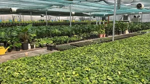گلخانه آریانی فر 2