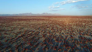 دشت ریواس